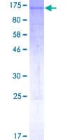 Human AHR Protein (Recombinant GST, N-terminus)