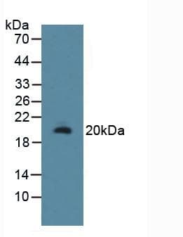 RSPO1 / RSPO Antibody (aa136-262, Biotin)