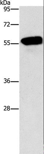 Polyclonal Rabbit anti-Human CDK19 / CDK11 Antibody (WB)