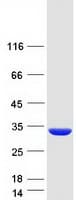 Human CRYBB3 Protein (Recombinant Myc-DDK (Flag))