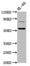 IHC-plus™ KAT5 / TIP60 Antibody (aa3-512)