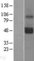 SERINC1 Protein (Over-Expression Lysate Myc-DDK (Flag))