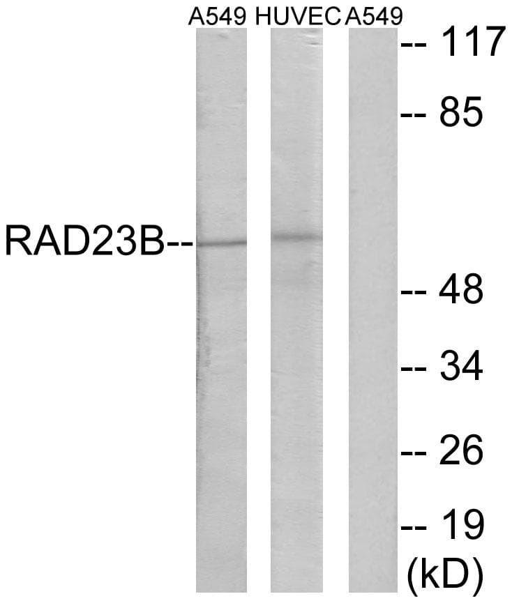 RAD23B / HR23B Antibody