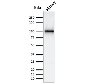 MME / CD10 Antibody (clone MME/1870, Azide-free, BSA-free)