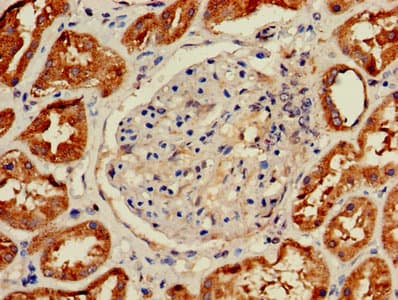 HIST2H2AC Antibody