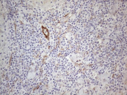 CSF2 / GM-CSF Antibody (aa18-144, clone OTI8G5, Carrier-free)
