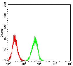 ESRRA / ERR Alpha Antibody (clone 6F1E6)