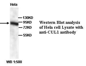 Polyclonal Rabbit anti-Human CUL1 / Cullin 1 Antibody (N-Terminus, IHC, WB)