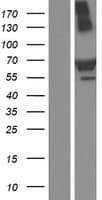 TRIM16 Protein (Over-Expression Lysate Myc-DDK (Flag))