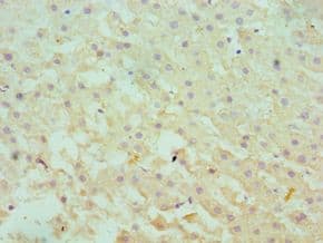 SERPINA10 / PZI Antibody (aa165-444)
