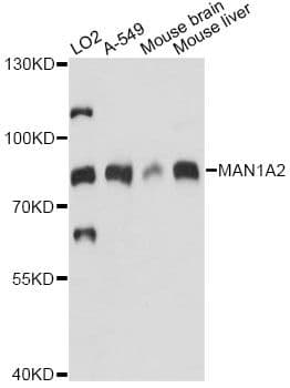 MAN1A2 Antibody