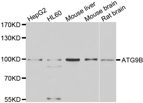 ATG9B Antibody