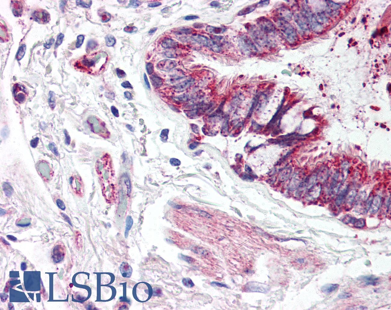 POU5F1 / OCT4 Antibody (Internal, Biotin)