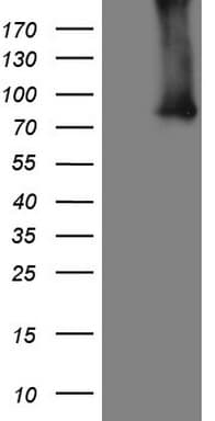 ALOX5 / 5-LOX Antibody (aa18-364, clone OTI2C5)