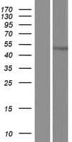 CCDC169 Protein (Over-Expression Lysate Myc-DDK (Flag))
