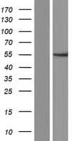 ER81 / ETV1 Protein (Over-Expression Lysate Myc-DDK (Flag))