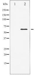 ELK1 Antibody