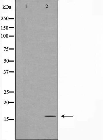 TOMM20 Antibody