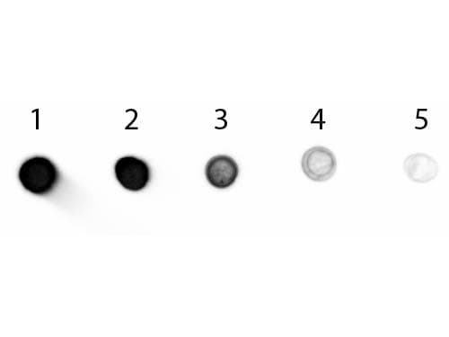 Donkey Anti-Goat IgG Secondary Antibody (AP)