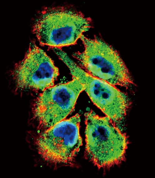 EPHB2 / EPH Receptor B2 Antibody (aa1021-1050)