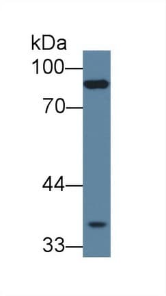 PCDHB15 Antibody (aa35-347, PE)