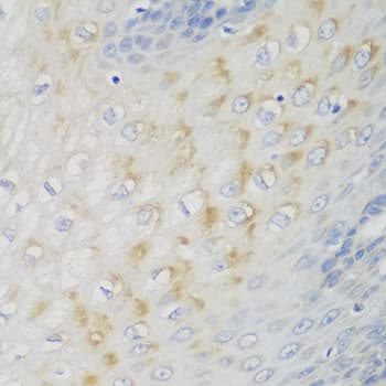 NME4 Antibody