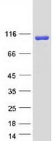 Human OSBPL3 Protein (Recombinant Myc-DDK (Flag))