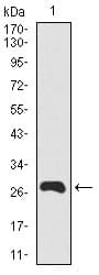 BPIFA2 / SPLUNC2 Antibody (clone 4C7D7)