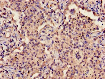 GP9 / CD42a Antibody