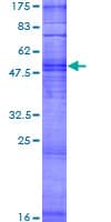 Human OR8K1 Protein (Recombinant GST)