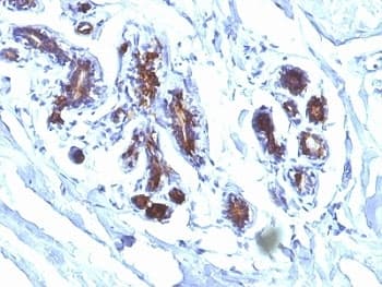 MFGE8 /Lactadherin Antibody (clone EDM45)