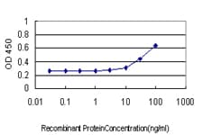 IHC-plus™ Monoclonal Mouse anti-Human GPN1 / XAB1 Antibody (clone 3E1, IHC, IF, WB)