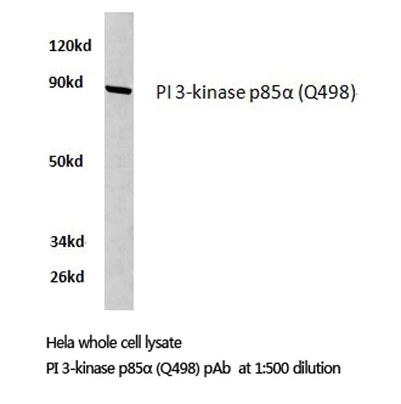 PIK3R1 / p85 Alpha Antibody (Gln498)
