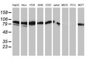 PRKCE / PKC-Epsilon Antibody (clone OTI4G8)