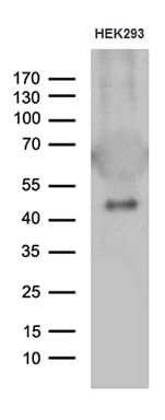 Monoclonal Mouse anti-Human GABPB1 Antibody (clone OTI4H6, Carrier-free, aa128-360, WB)