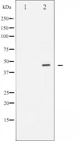E2F1 Antibody