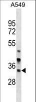 ARMC1 Antibody (aa223-249)