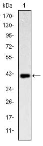KLRD1 / CD94 Antibody (clone 1H1)