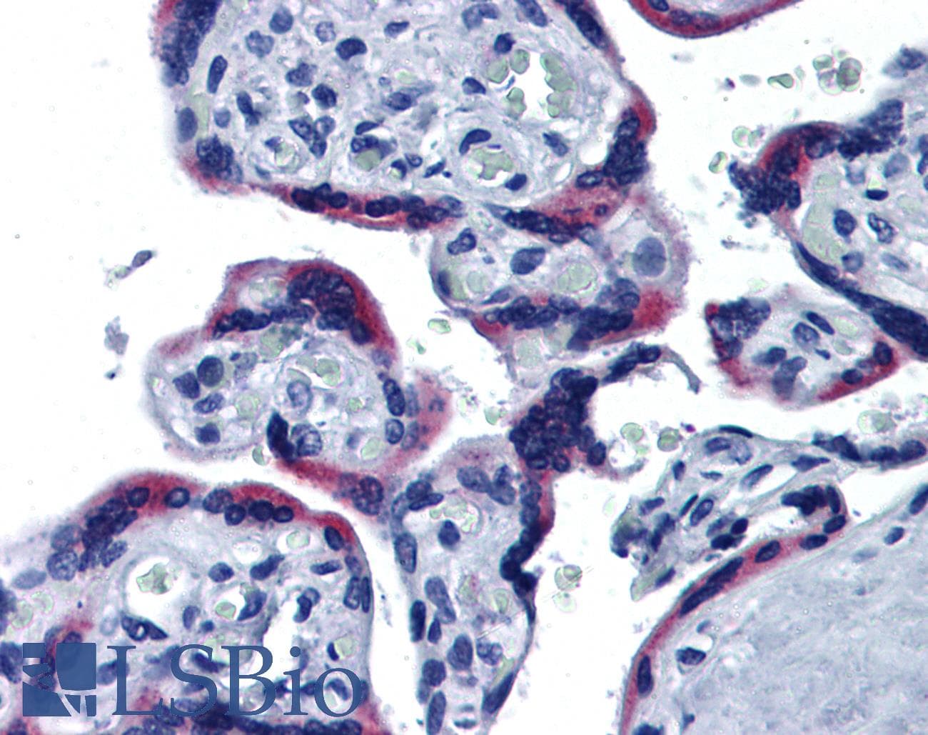 IHC-plus™ ERP44 Antibody (clone 3C7)
