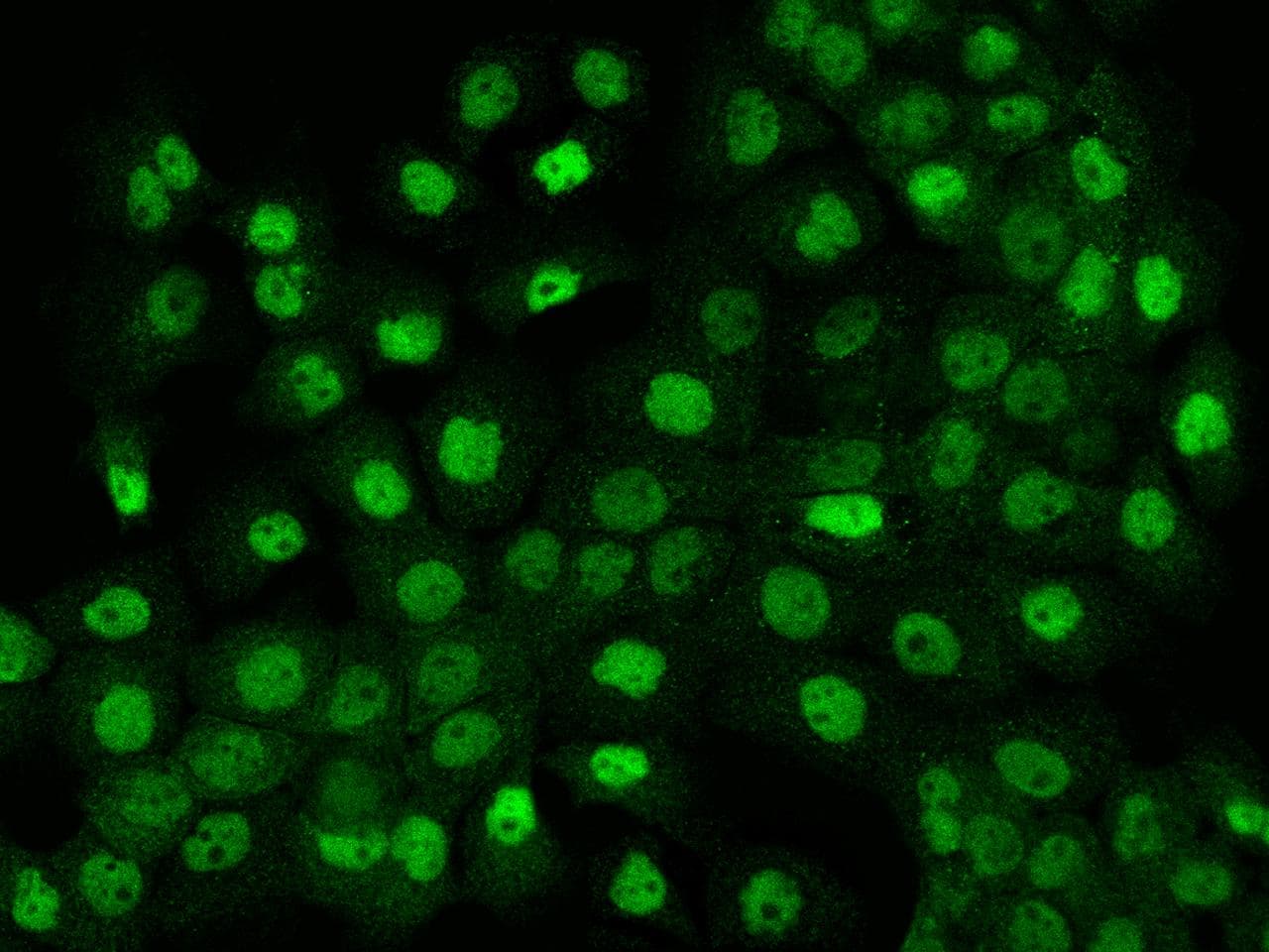 RSG1 Antibody
