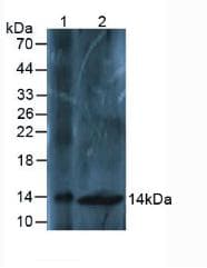 Osteocalcin Antibody (aa14-95)