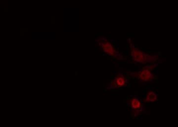 CLK2 Antibody