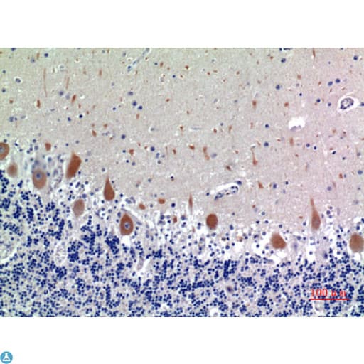 KIR3DL1 Antibody