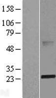 ABHD14B Protein (Over-Expression Lysate Myc-DDK (Flag))