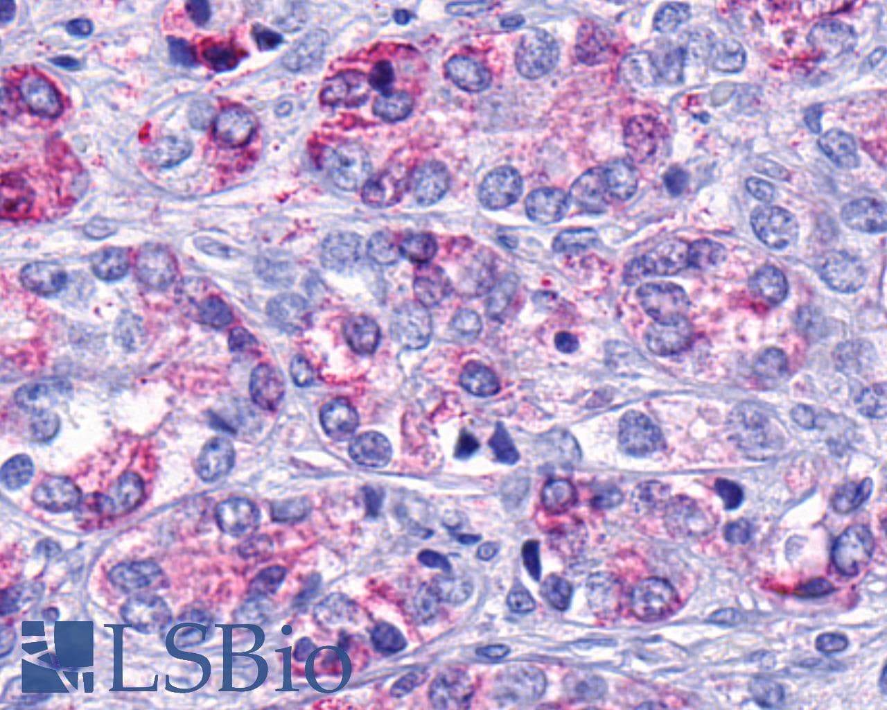 PathPlus™ GPR139 Antibody (Transmembrane Domain)