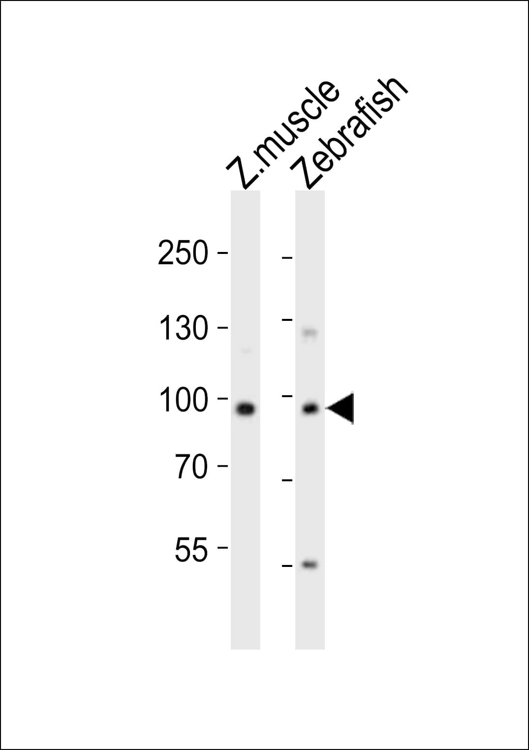 USP13 Antibody (aa387-420)