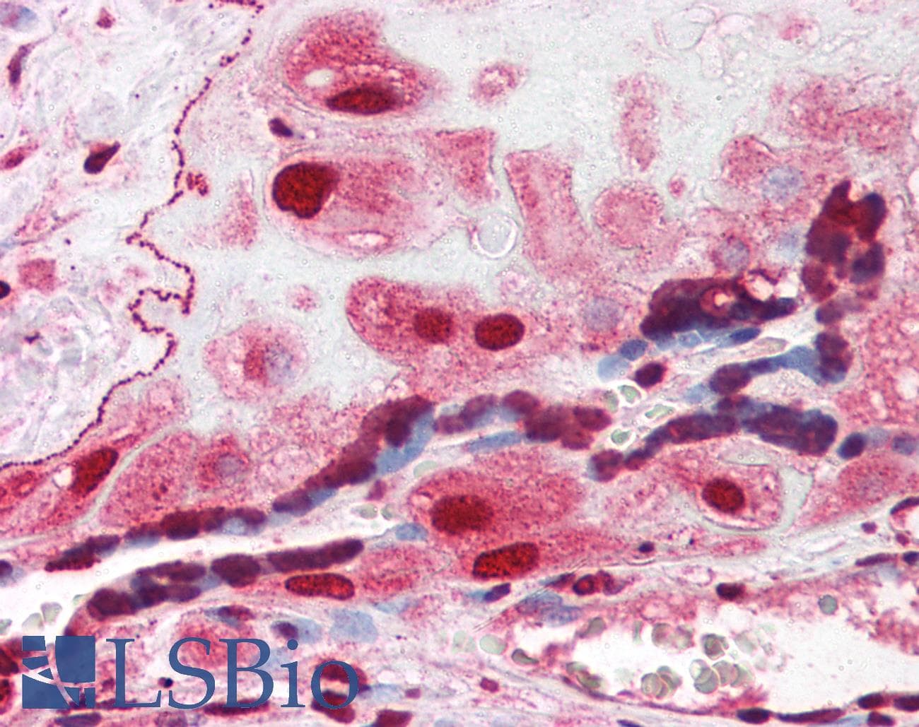 IHC-plus™ Polyclonal Rabbit anti-Human ORAI3 Antibody (IHC, IF, WB)