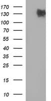 Monoclonal Mouse anti-Human CD45 / LCA Antibody (clone OTI3E3, IF, WB)