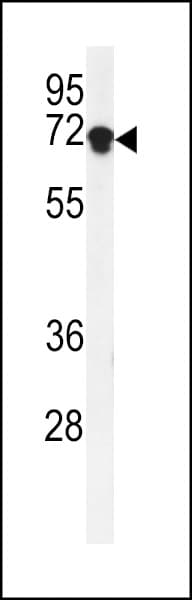 DENND1A Antibody (aa576-605)