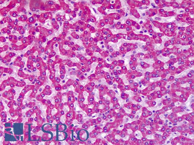 IHC-plus™ GRM7 / MGLUR7 Antibody (N-Terminus)